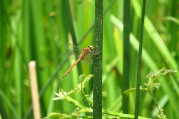 Norfolk Hawker June 2019.jpg